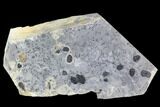Elrathia Trilobite & Cyanobacteria Cluster - Wheeler Shale, Utah #105599-1